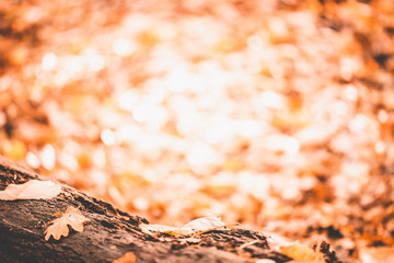 Tree trunk in the forest, surrounds autumn leaves, Autumn picture in the forest, city park, background concept Baanakkerspark, dreamy, idyllic, brown, orange and yellow colors, space for text, copy