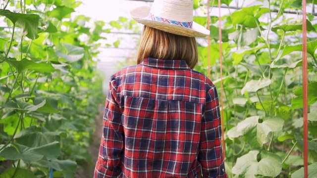 4k Dolly shot backside view of young woman farmer walking on the Green melons or cantaloupe melons plants growing in farms.