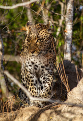 leopard between the trees, south africa
