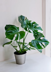 pot with a monstera on a white table, white background isolated 