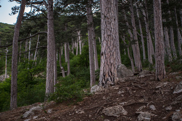 coniferous forest in the mountains, the trunks of pine trees, tall trees