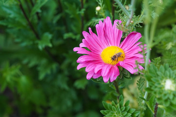 A bee pollinating a pink aster flower