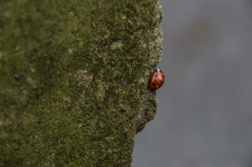  Ladybug on an autumn day