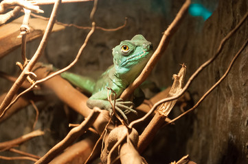 iguana head. in habitat.