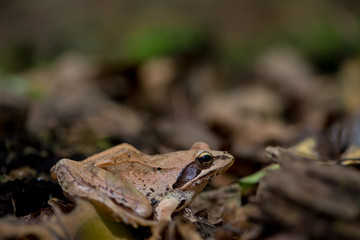 Close-up of a frog in the woods
