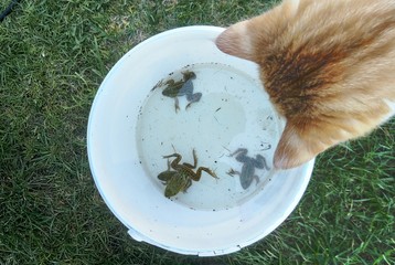 Cat looks at Frogs in a Bucket