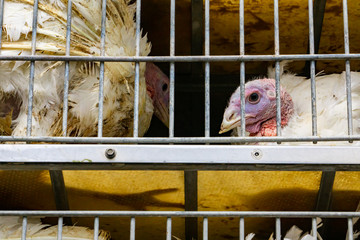 close up on white turkey face in a metal cage in the transport truck, livestock and transporting...