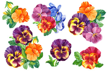 pansies flowers on isolated white background, watercolor hand drawing