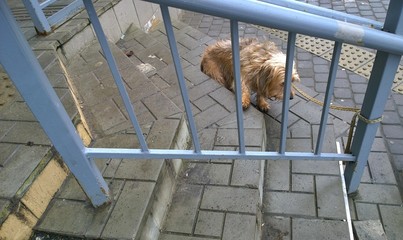 Poor wet little dog tied with a rope over the railing. Animal protection concept. Homeless pooch is waiting for the owner near supermarket.