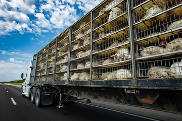 low angle and rear view of a transportation turkey truck on the roads, lot of white turkeys in cages, The process of transporting poultry from the farm to the slaughterhouse concept.