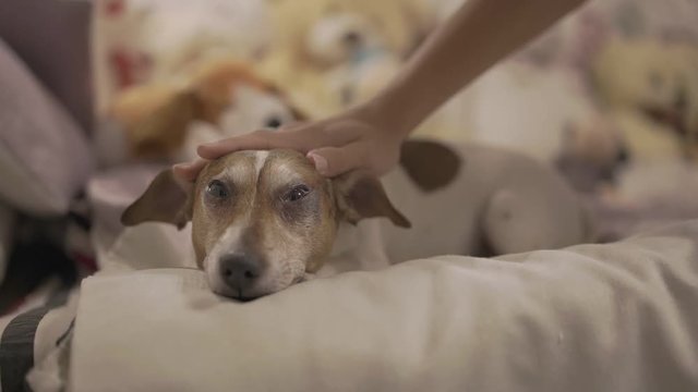 woman with accurate pink manicure caresses pretty brown white dog with funny ears lying on white bed slow motion closeup