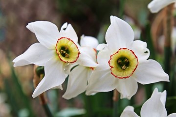 White flowers