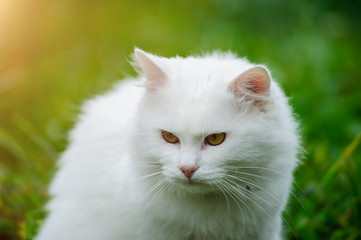 Naklejka na ściany i meble White shorthair cat on the field with dandelions