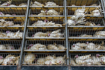 live white turkeys in transportation truck cages, Transfer from the farm to the slaughterhouse,...