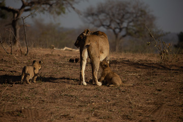 Fototapeta na wymiar Lion, Sabi Sabi, South Africa