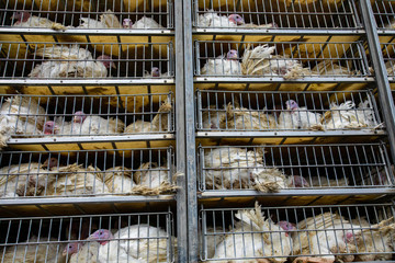 live white turkeys in transportation truck cages, Transfer from the farm to the butcher house, with low angle and close view.