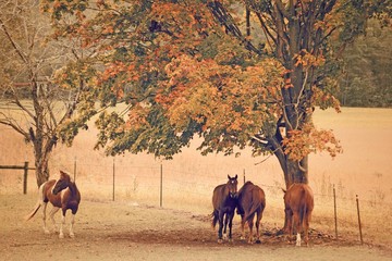 horses