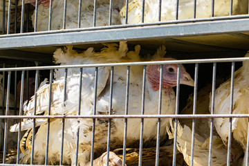 close up on white turkey in cages in the transport truck, bad conditions and inhumane livestock and...