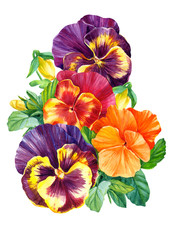 Fototapeta na wymiar pansies flowers on isolated white background, watercolor hand drawing