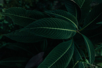 Dark Green Plants Background