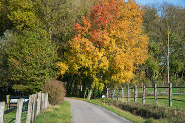 Herbstwanderung im Extertal auf dem Patensteig. Der Weg führt entlang des Siekbach und Rickbach auf schönen idylischen Wegen. Der Wanderweg ist im Naturpark Teutoburgerwald und Eggegebirge.