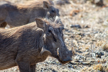 Warthog in South Africa