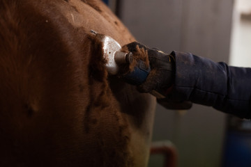 Pferd wird geschoren