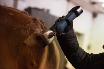Pferd wird mit Schermaschiene geschoren