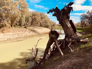 dead tree at river