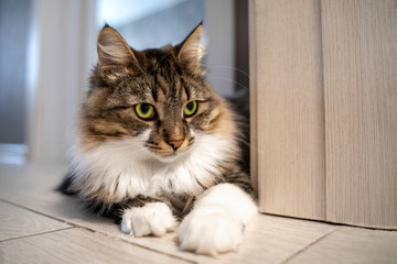 Beautiful cat with bright green eyes lays on the floor in the apartment. Adorable well-conditioned pet at home concept. Crazy eyes expression.