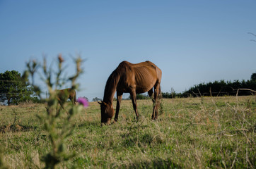 Naklejka na ściany i meble Race's horse in the field
