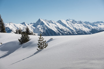 Fototapeta na wymiar zwei Bäume im Schnee mit Bergen im Hintergrund