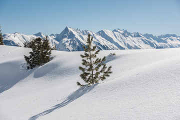 Fototapeta premium zwei Bäume im Schnee mit Bergen im Hintergrund