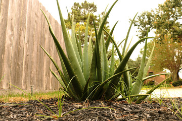 succulent plants