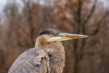 Fototapeta premium portrait of a heron