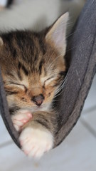 chaton tigré