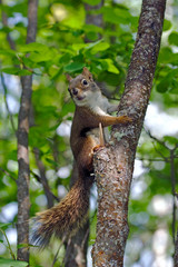 Naklejka na ściany i meble Red Squirrel on a tree, looking around.