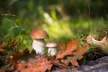 White mushrooms in the woods, on a background of leaves, bright sunlight