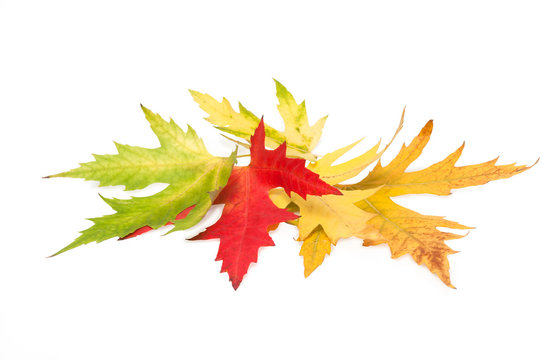 colored maple leaves. isolated on white background.