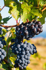 Ripe grapes in the vineyard on a sunny day
