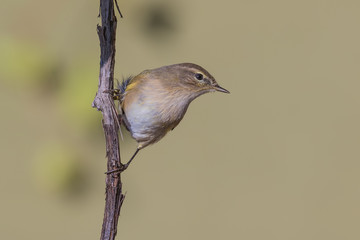 bird on a branch