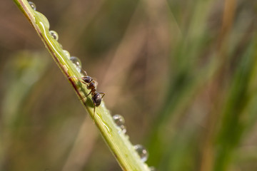 ant on a blade of grass