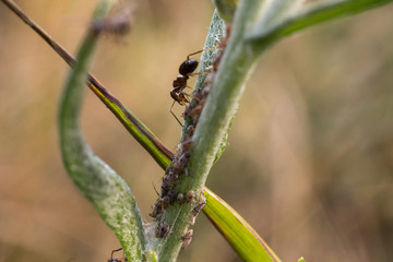 ant on a blade of grass