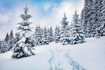 Cold winter morning in Carpathian mountain foresty with snow covered fir trees. Wonderful outdoor scene, Happy New Year celebration concept. Beauty of nature concept background.