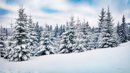 Cold winter morning in mountain forest with snow covered fir trees. Amazing outdoor scene of Carpathian mountains. Beauty of nature concept background.