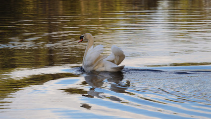 Swan in pond