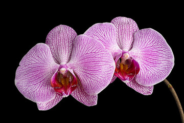 Two Pink Orchid Flowers on Black Background