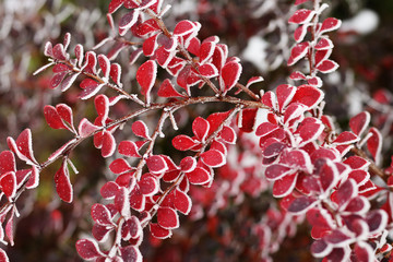 Branch of barberry with red frosty leaves