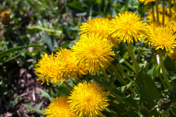dandelion flower growing in natural conditions. background.