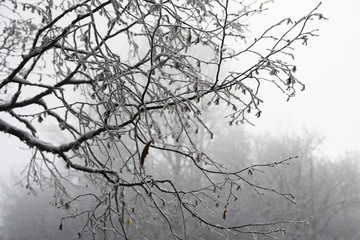 Frosty tree branches in fog